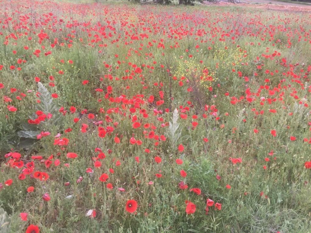 Vila El Carro Del Abuelo Villovela de Pirón Exteriér fotografie